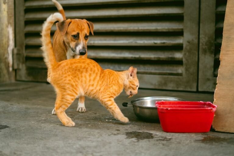 cat dog bowls