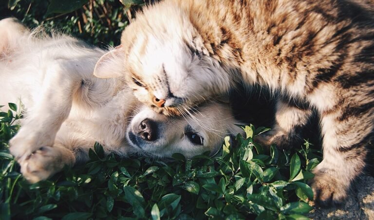 A cat and a dog resting closely together, nuzzling