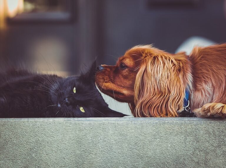A black cat and a small dog greeting nose to nose at a doorway