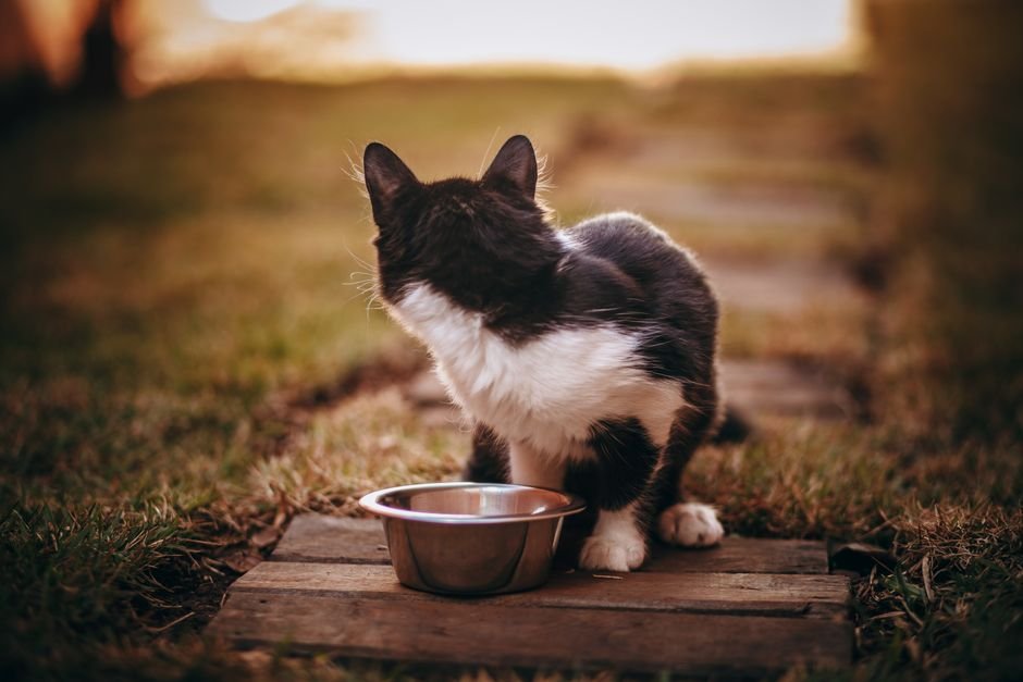 elevated cat feeder