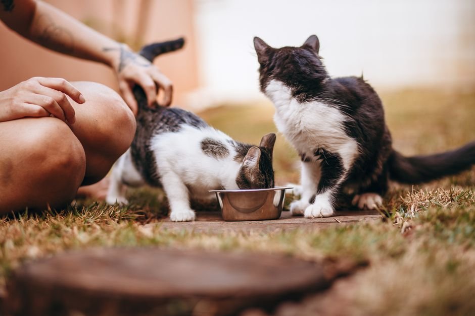 microchip pet feeder