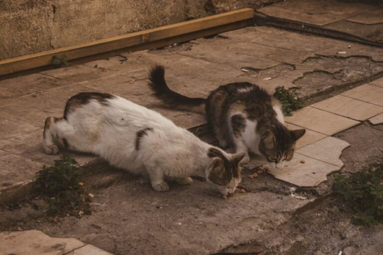 cat dog eating