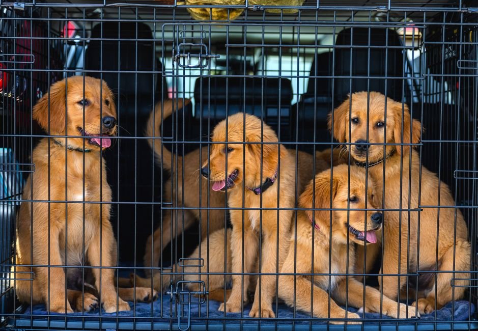 dog crate car