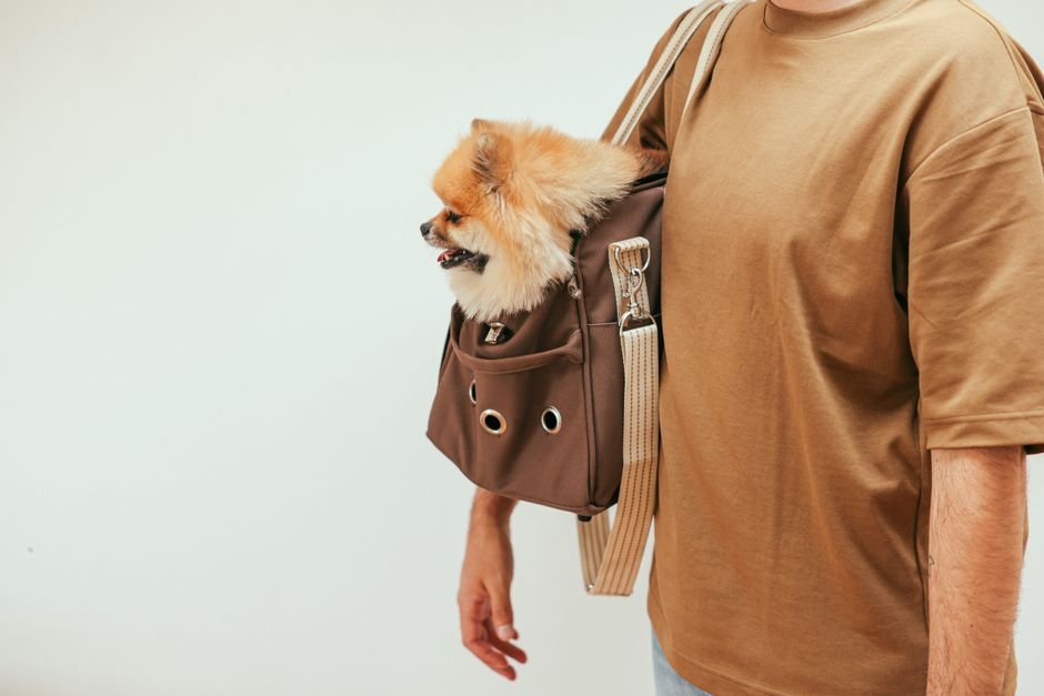 pet carrier travel