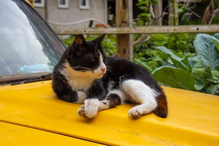 cat dog car