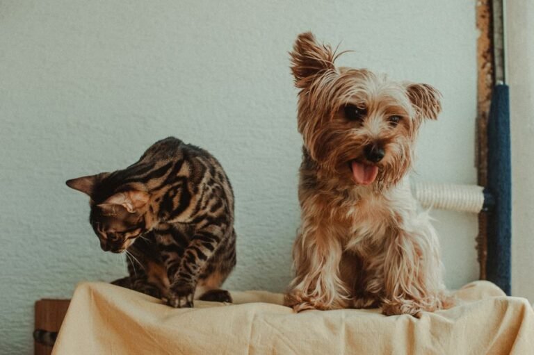 cat dog home