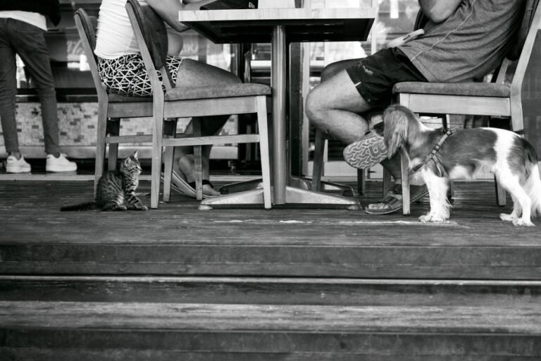 cat dog floor
