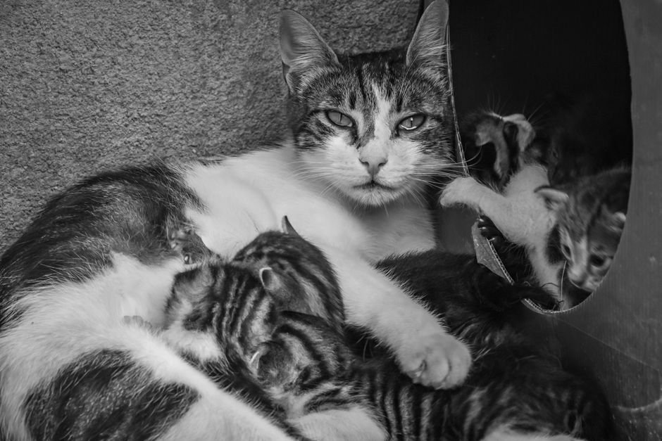 covered cat litter