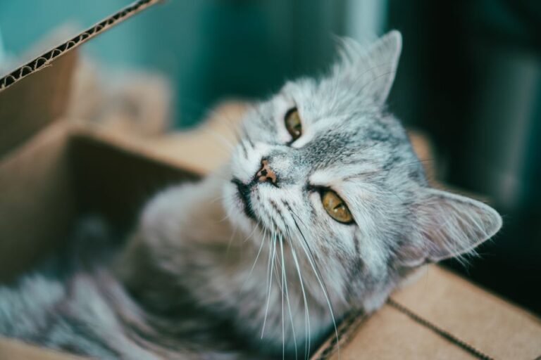 cat litter box