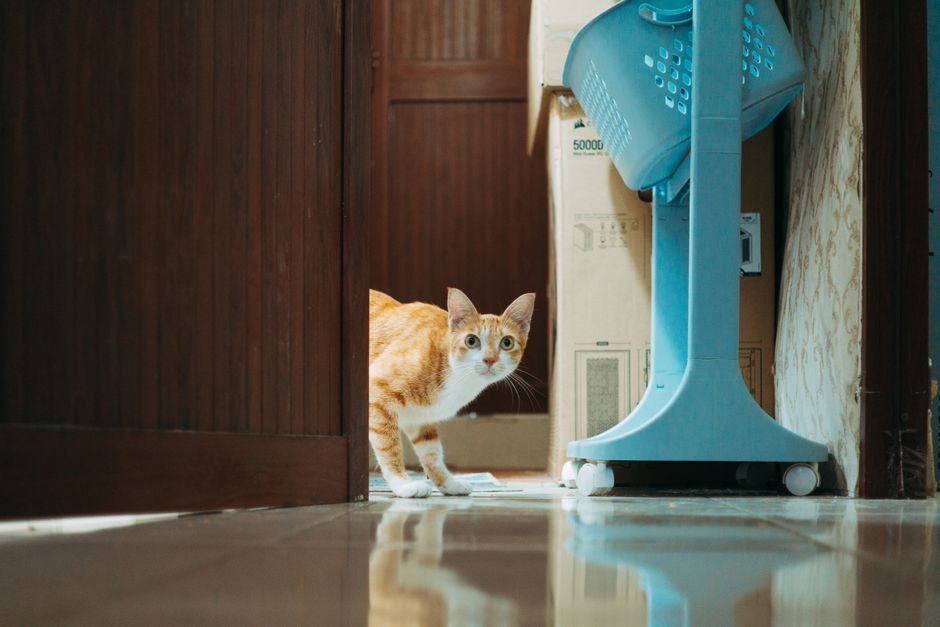 top entry litter box