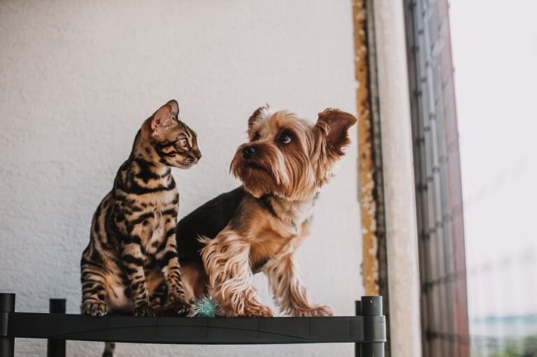 cat dog together