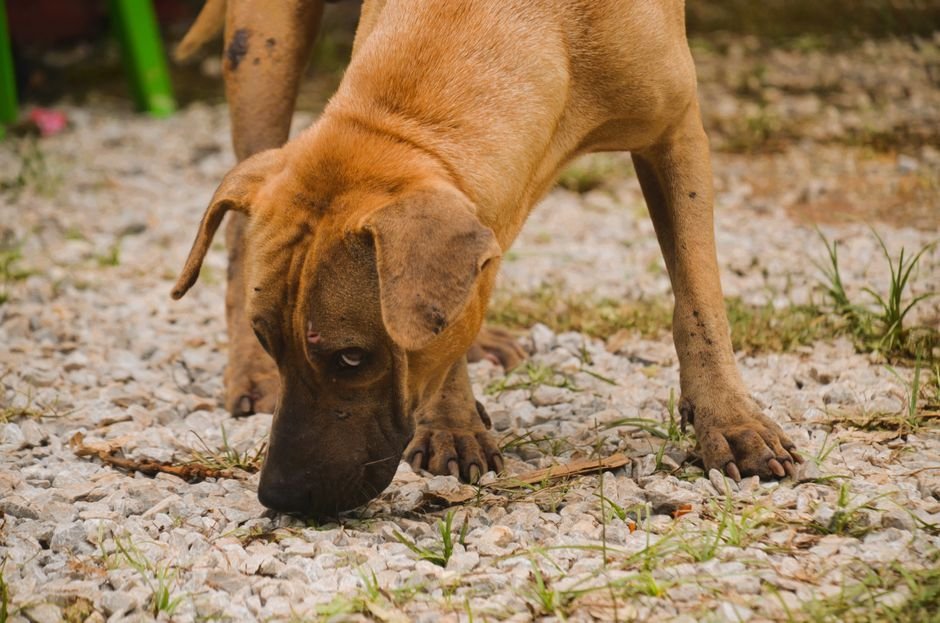 curious dog sniffing