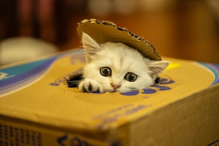 cat litter box