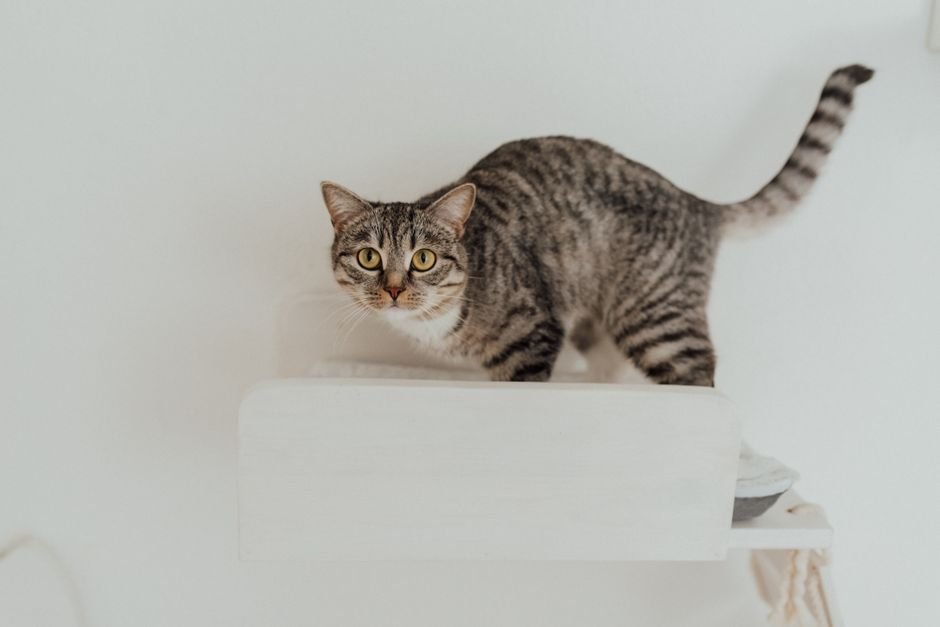 elevated cat shelf