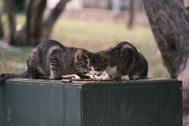 cat and dog eating together