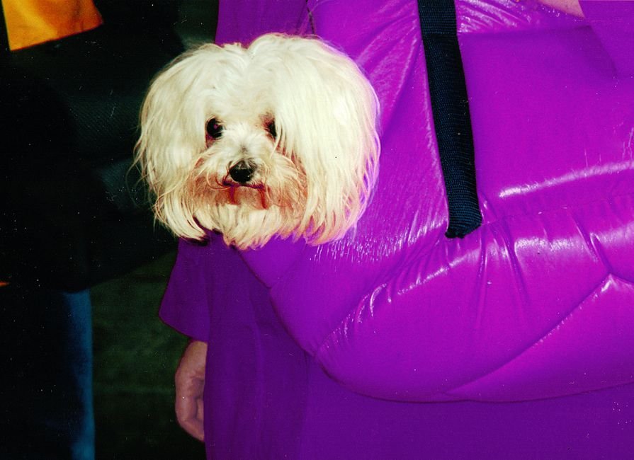soft pet carrier