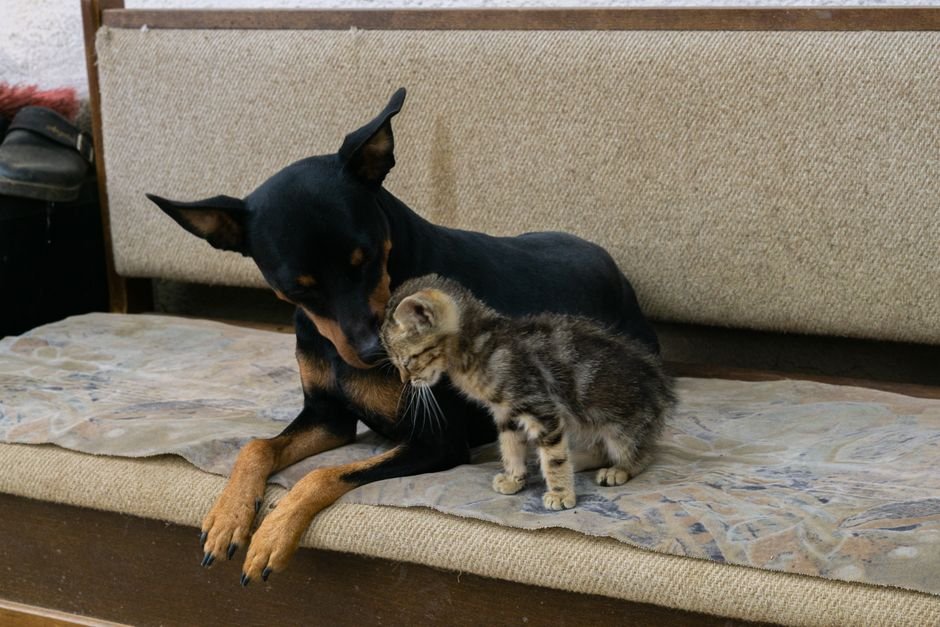 A small dog gently nuzzling a kitten