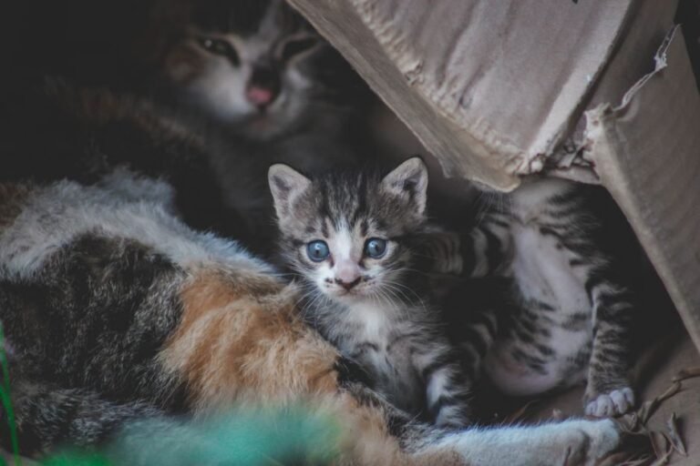 cat litter box