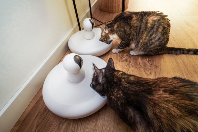 Two cats eating from smart camera-equipped feeders side by side