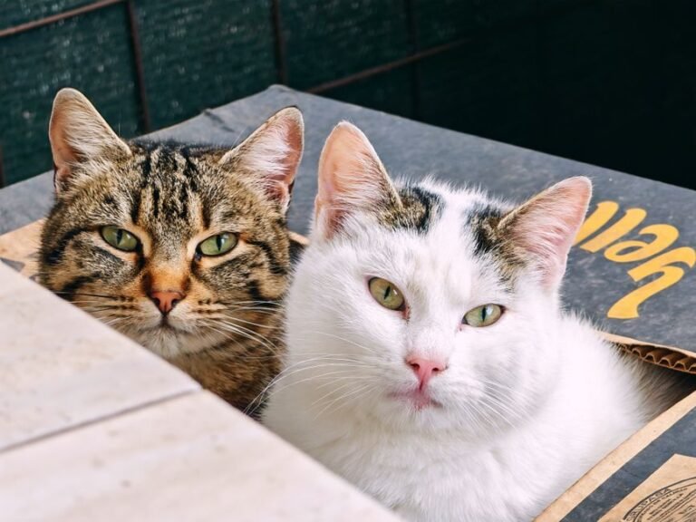 cat litter box