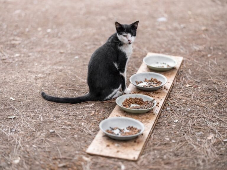 cat eating bowl