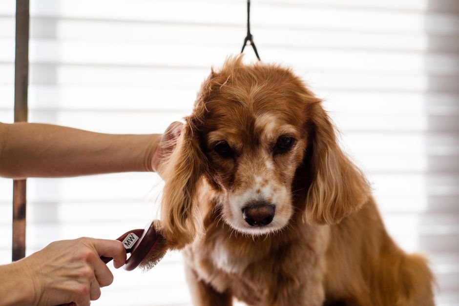dog brushing grooming