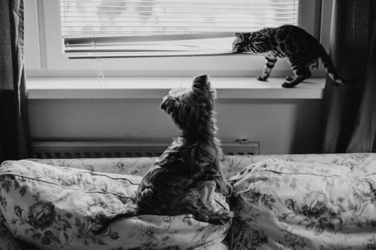 cat dog living room