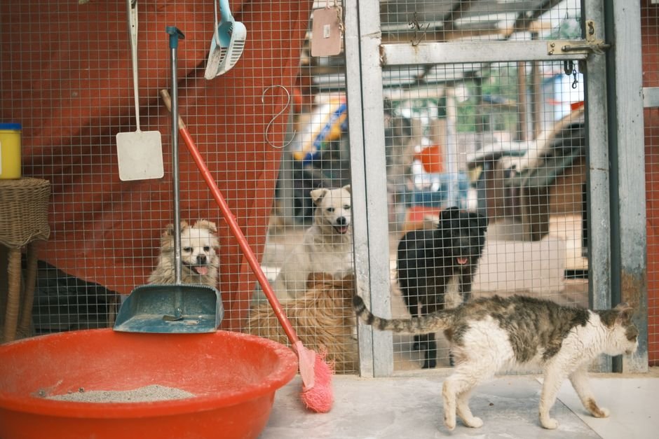 cat dog kennel