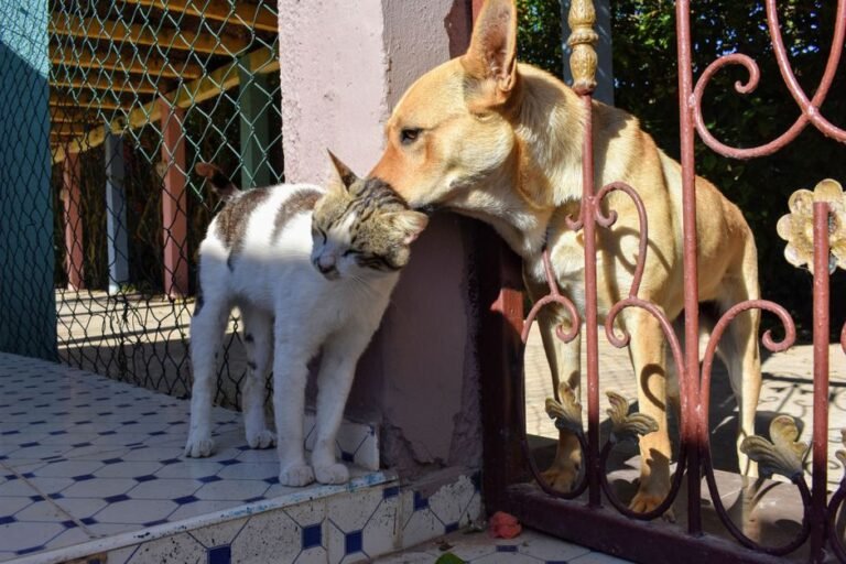 cat dog together