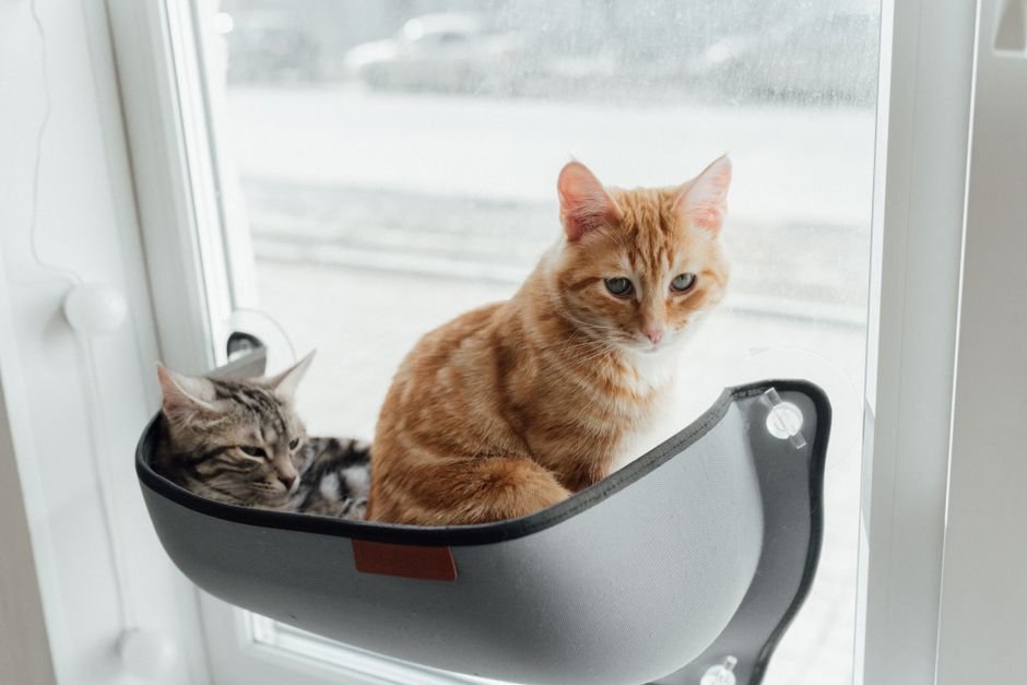 cat window perch