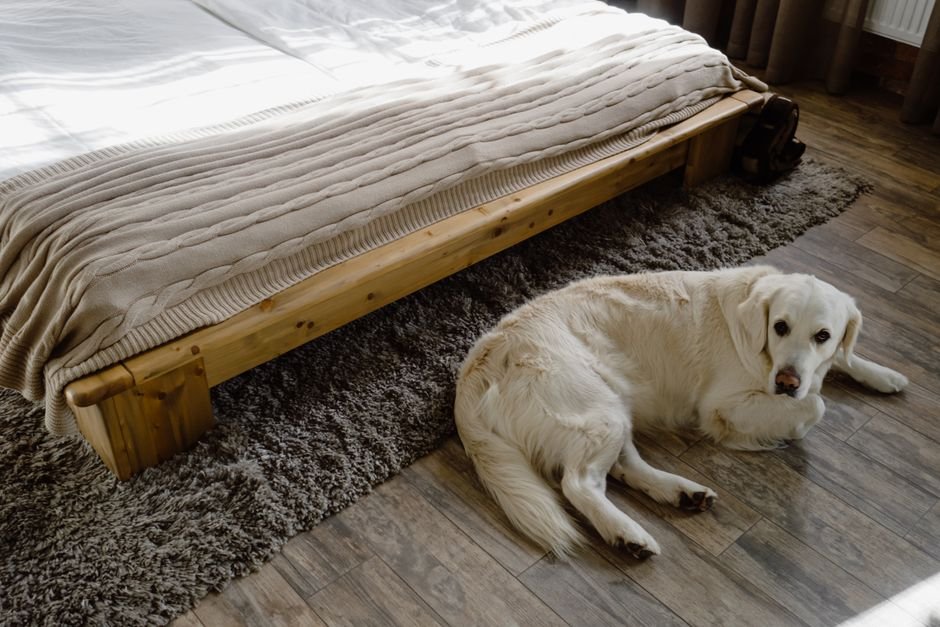 dog floor bed