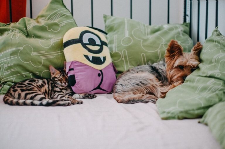 cat dog bedroom