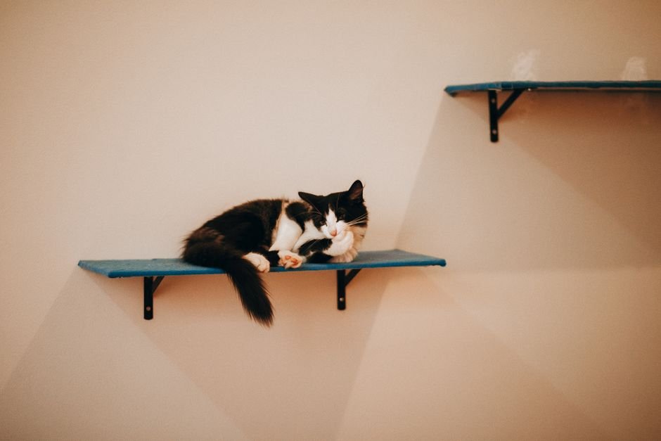 elevated wall-mounted cat shelf