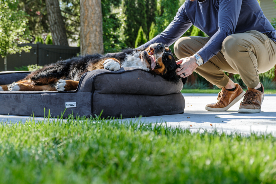 orthopedic floor-level dog bed