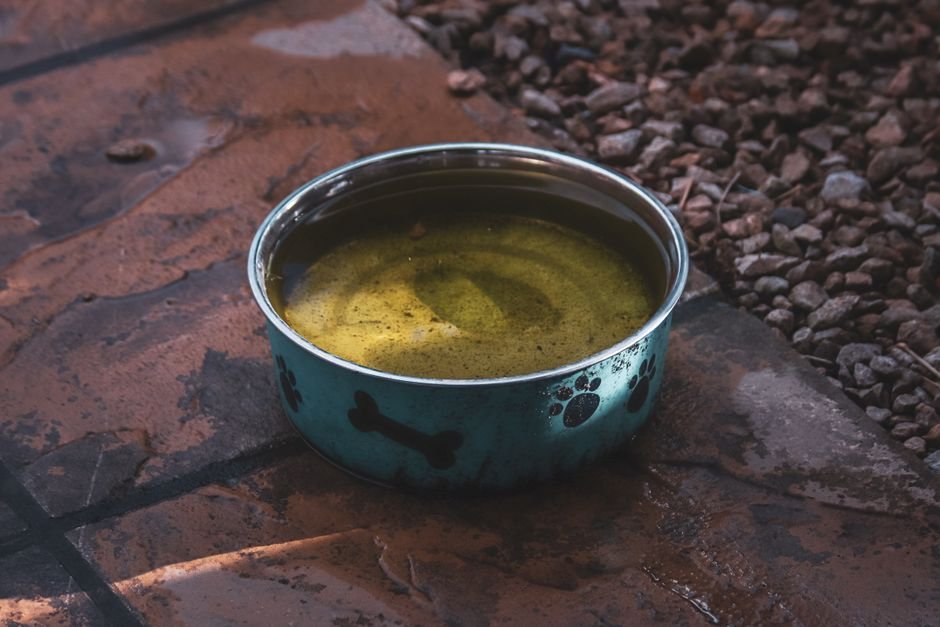 dog water bowl
