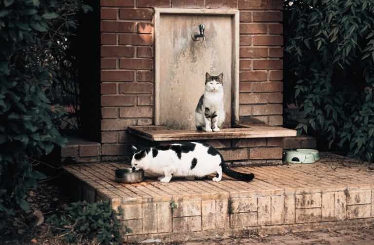 cat dog drinking