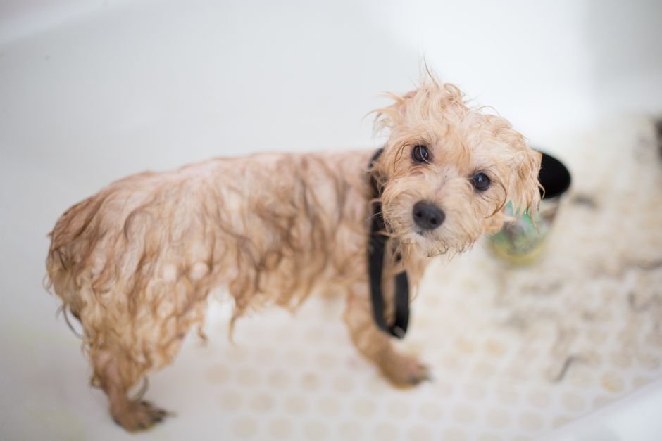 dog bath grooming