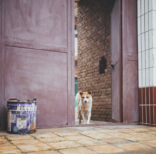pet gate doorway