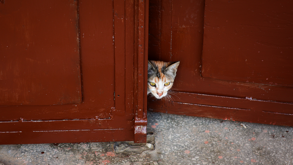 cat door flap