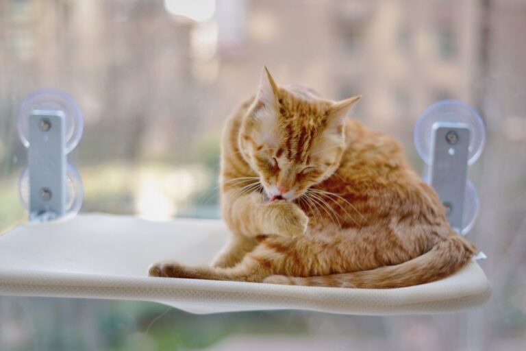 cat window perch