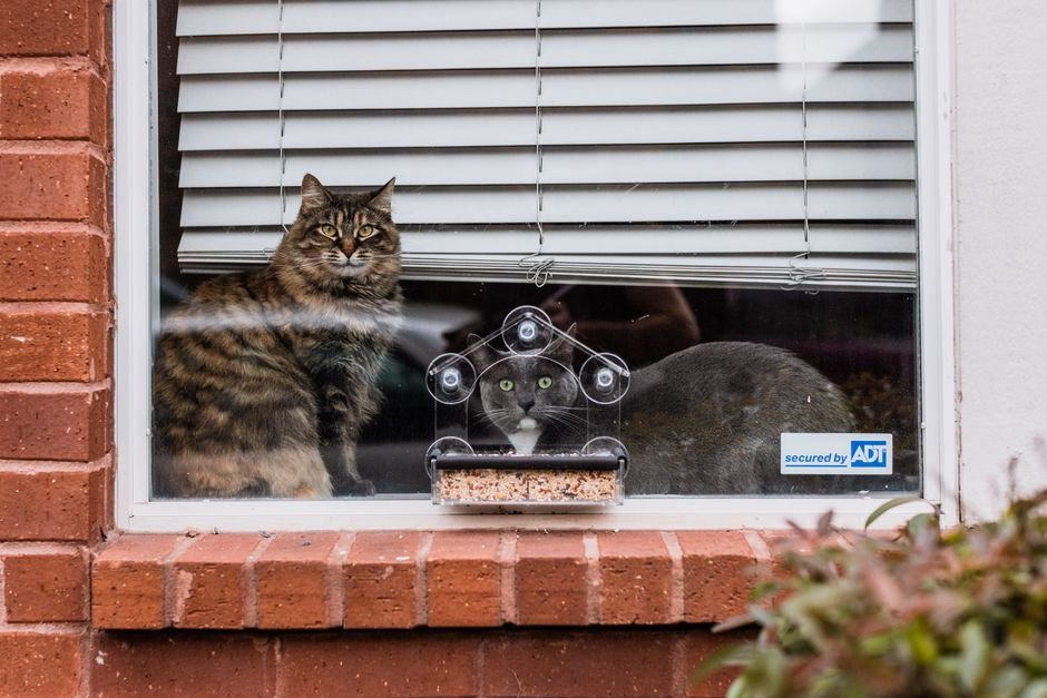 microchip cat feeder