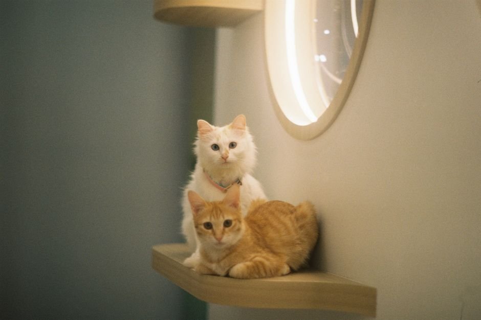cat tree shelf