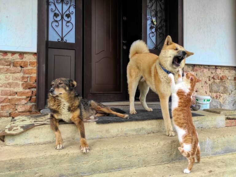 cat dog eating