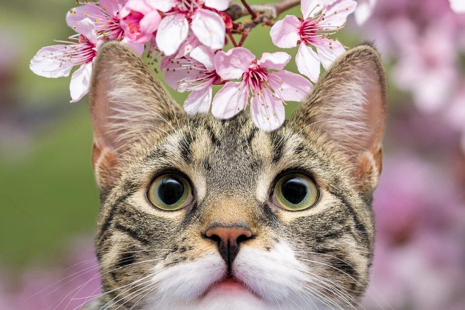 clumping cat litter