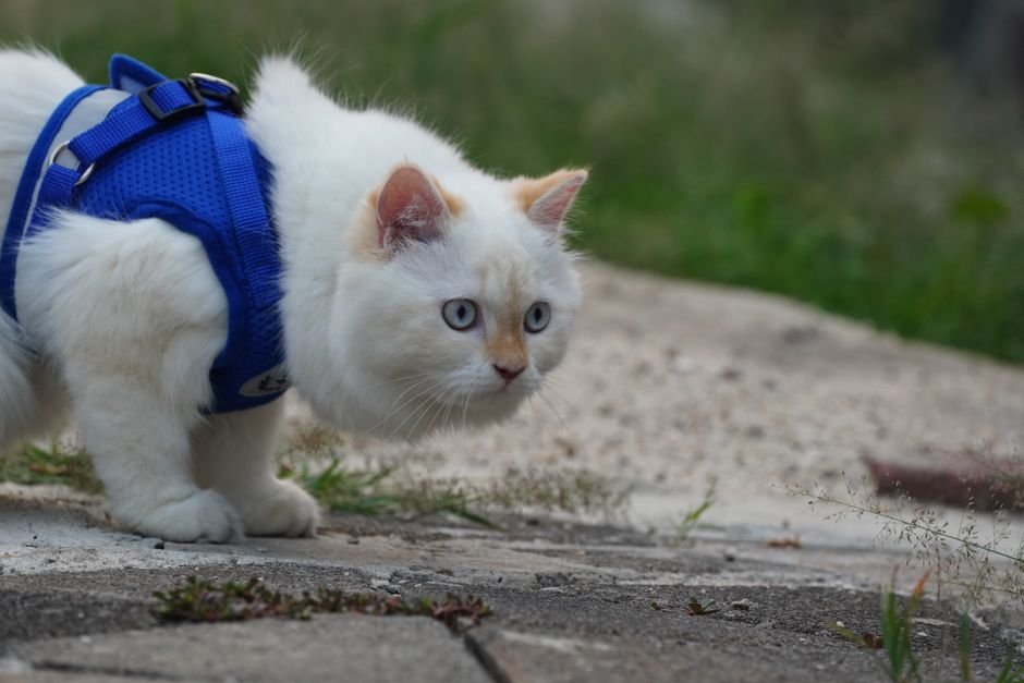 cat harness leash outdoors