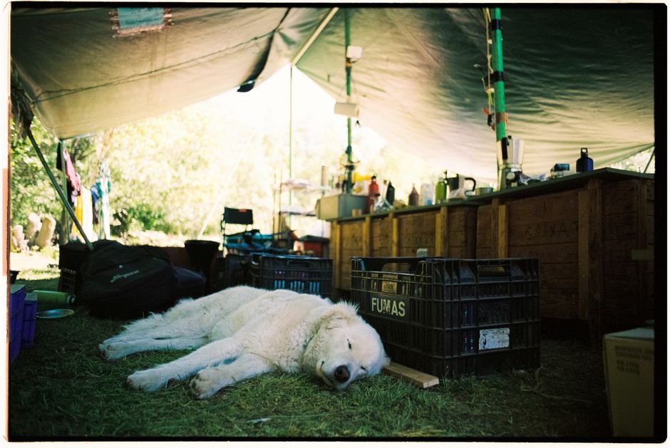dog crate tent