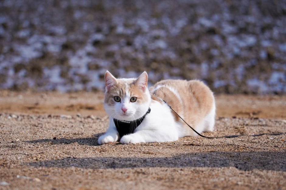 escape-proof cat harness with leash