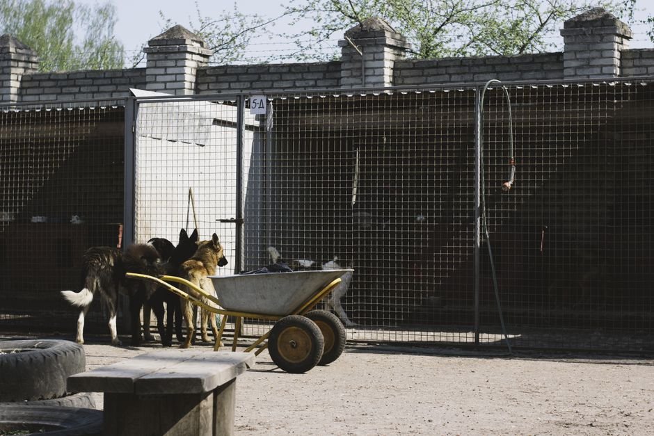 collapsible dog exercise pen
