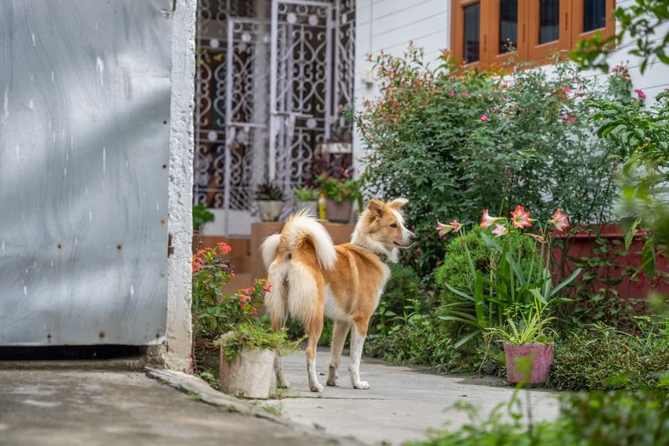 dog door yard