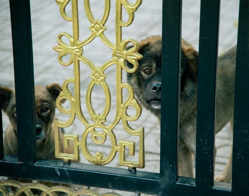 pet gate room
